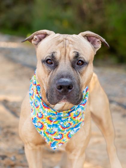 Enlarge Cup Noodles, a Adoptable mixed breed in Atlanta, GA image 1/4