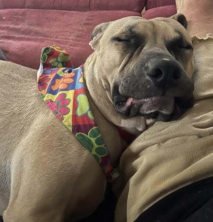 Enlarge Cup Noodles, a Adoptable mixed breed in Atlanta, GA image 2/3