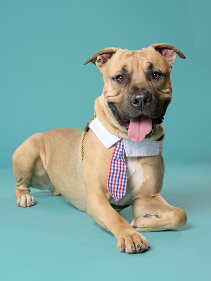 Enlarge Cup Noodles, a Adoptable mixed breed in Atlanta, GA image 2/3