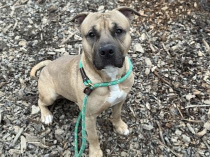 Cup Noodles, Adoptable, Adult Male Pit Bull Terrier & Mixed Breed.