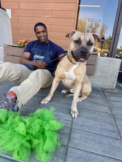 Enlarge Cup Noodles, a Adoptable mixed breed in Atlanta, GA image 2/3