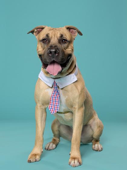 Enlarge Cup Noodles, a Adoptable mixed breed in Atlanta, GA image 3/3