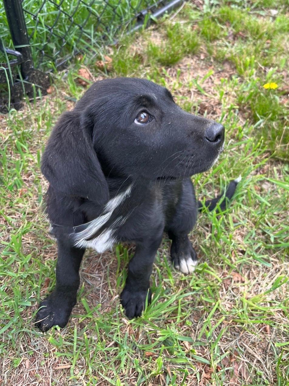 Lyric, Adoptable, Puppy Female Labrador Retriever.