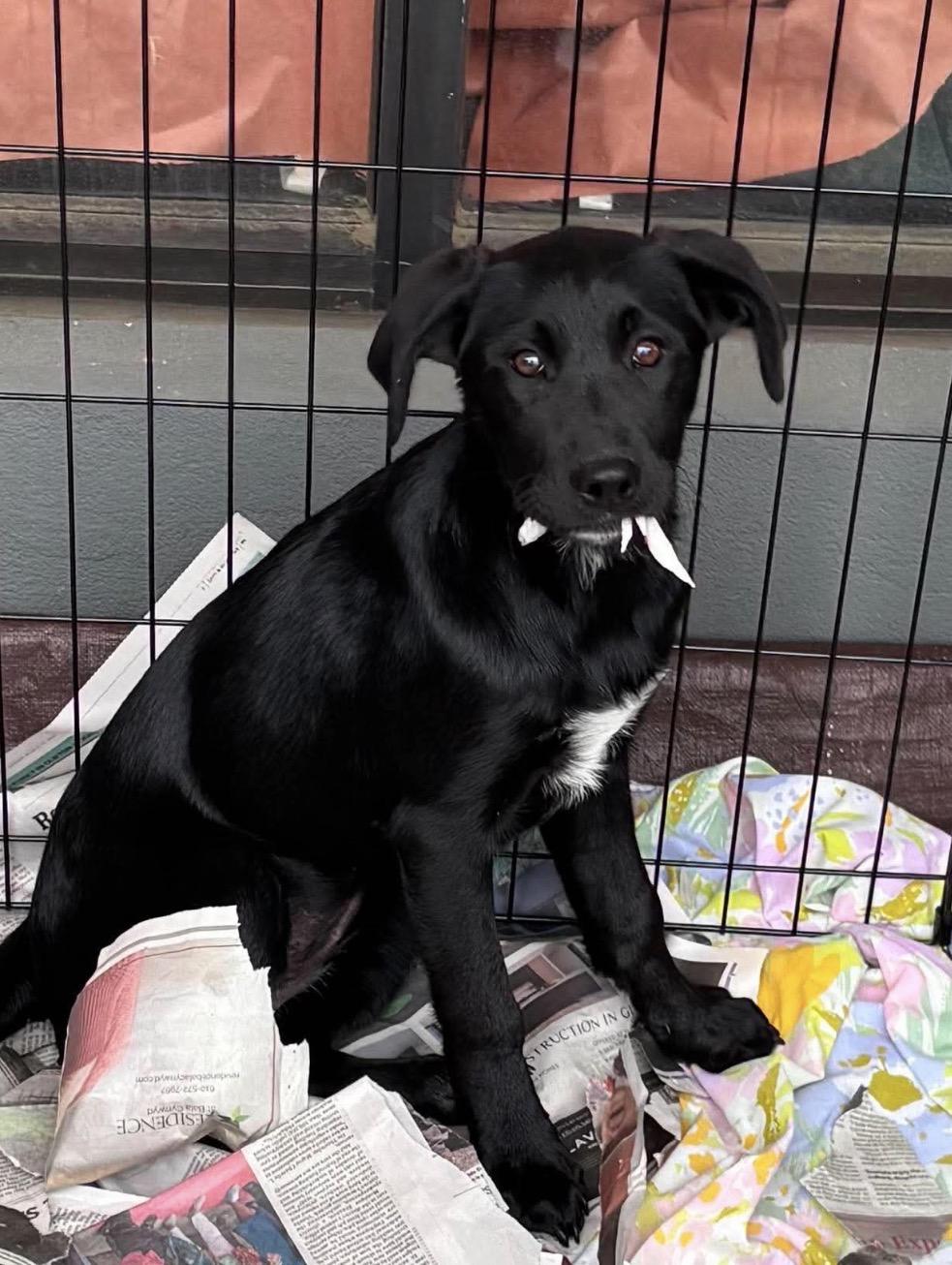 Enlarge Lyric, a Adoptable Labrador Retriever in Havertown, PA image 2/2