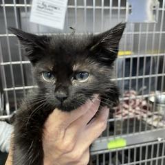 Beck, Adoptable, Kitten Male Domestic Short Hair.