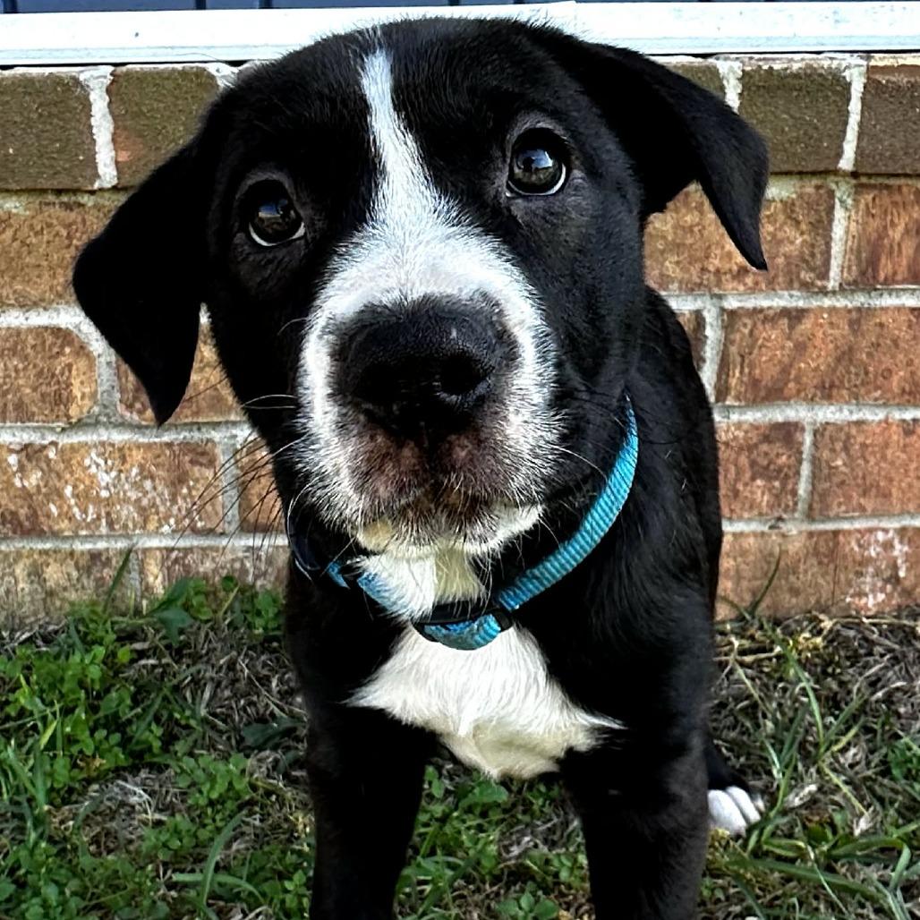 Thor (Levi), Adoptable, Puppy Male Black Labrador Retriever & Shepherd.