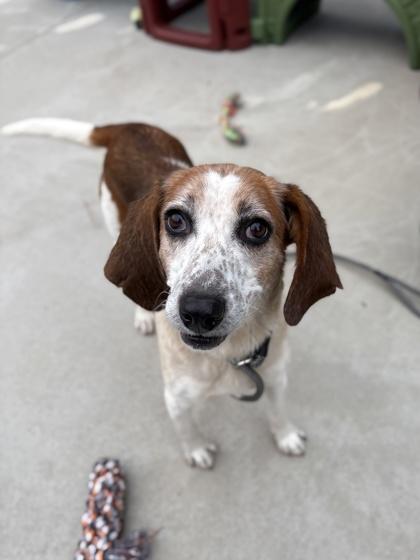 Enlarge Charity, a Adoptable mixed breed in King William, VA image 1/3