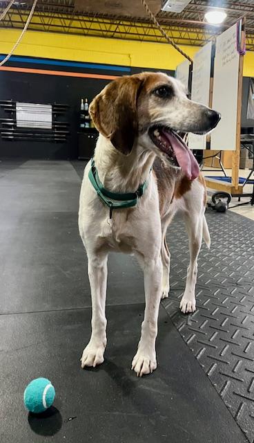 Enlarge Charity, a Adoptable mixed breed in King William, VA image 2/3