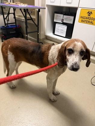 Enlarge Charity, a Adoptable mixed breed in King William, VA image 1/2