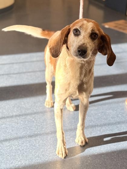 Enlarge Charity, a Adoptable mixed breed in King William, VA image 2/2