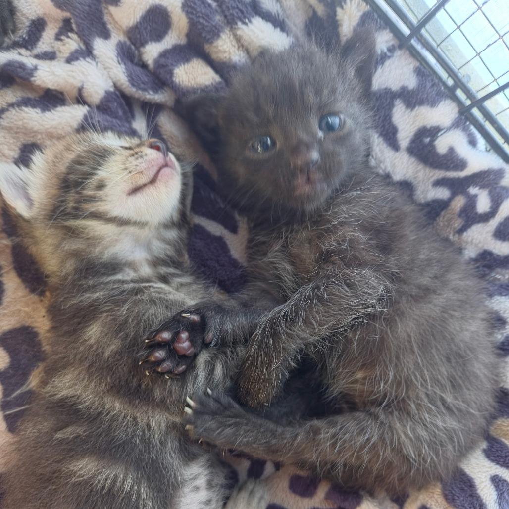 Pupule, Adoptable, Kitten Male Domestic Short Hair.