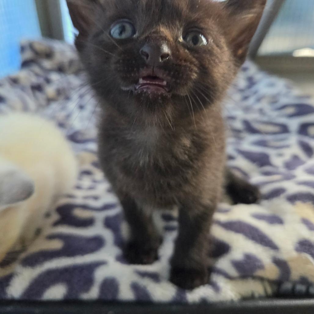 Enlarge Pupule, a Adoptable Domestic Short Hair in Pahoa, HI image 3/6