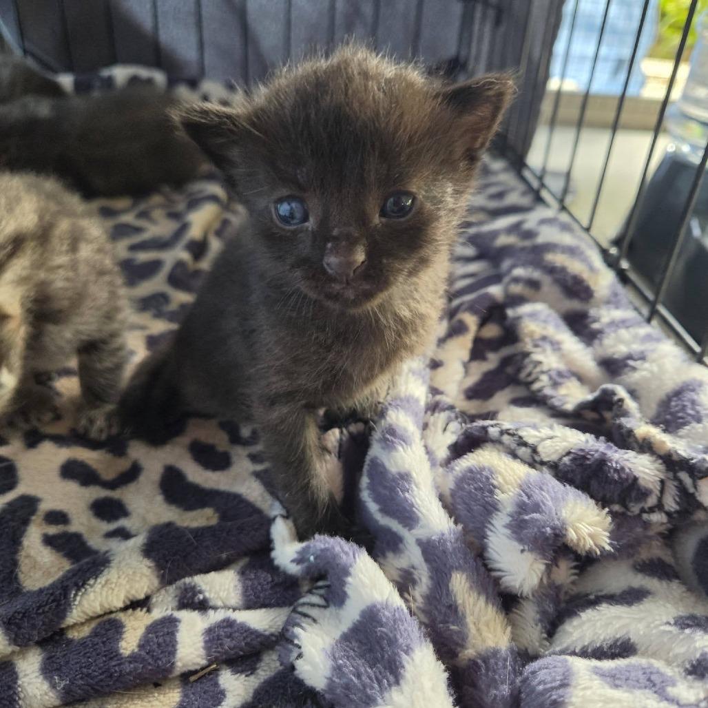 Enlarge Pupule, a Adoptable Domestic Short Hair in Pahoa, HI image 5/6
