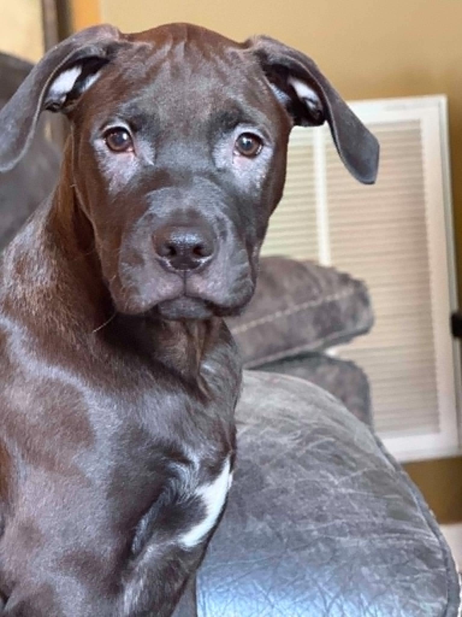 Enlarge Veggie Litter - Rutabaga, an adopted mixed breed in Charlotte, NC image 1/6