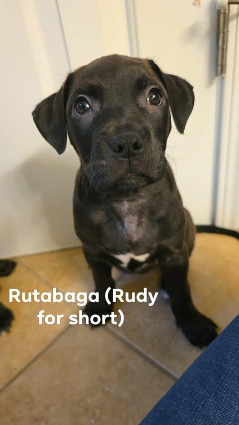 Enlarge Veggie Litter - Rutabaga, an adopted mixed breed in Charlotte, NC image 3/6