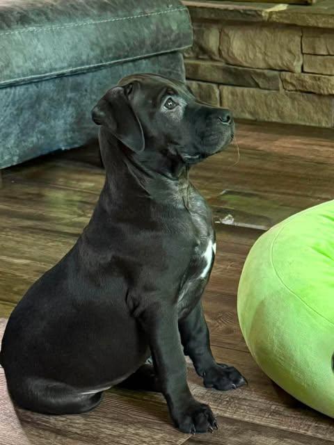 Enlarge Veggie Litter - Rutabaga, an adopted mixed breed in Charlotte, NC image 2/6