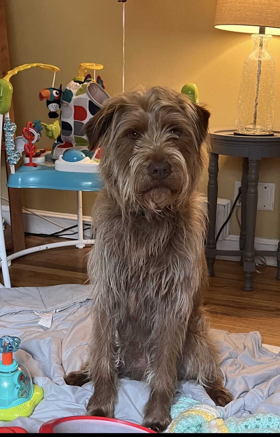 Peter, a Adoptable mixed breed image 1/5