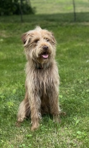 Peter, a Adoptable mixed breed image 2/5