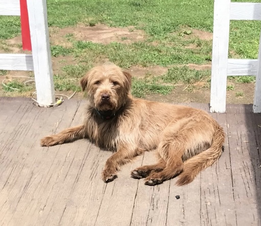 Peter, a Adoptable mixed breed image 3/5