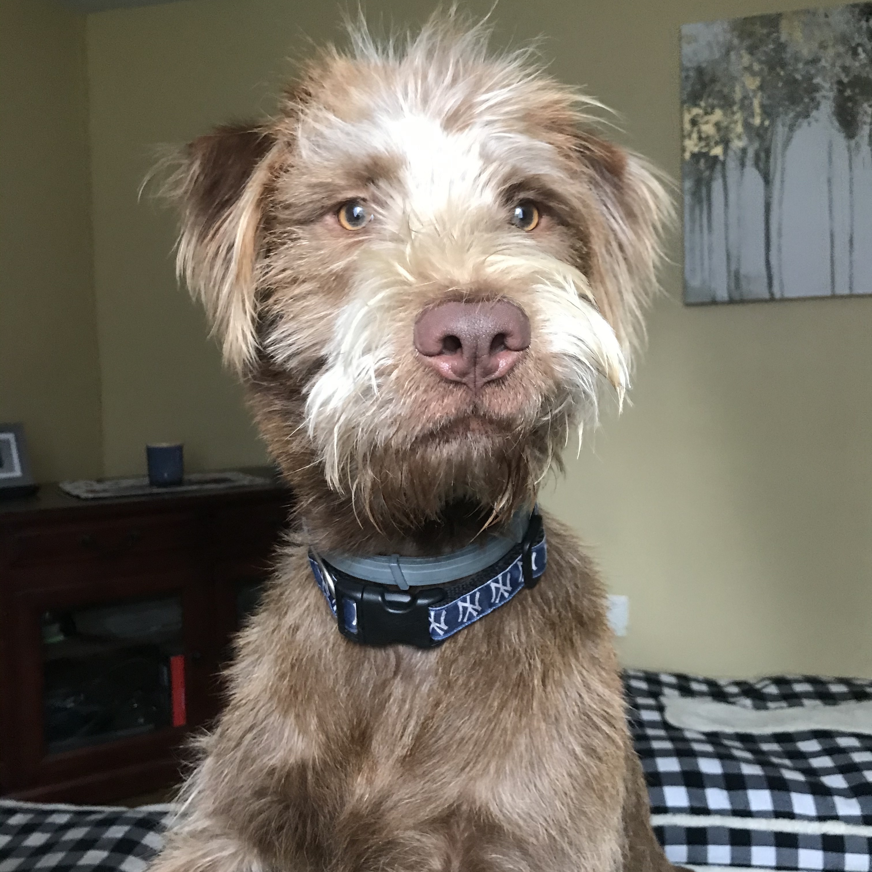 Peter, a Adoptable mixed breed image 4/5