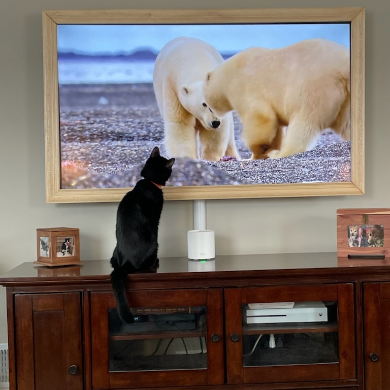 Blackie, a Adoptable Domestic Short Hair in Chicago, IL image 2/4