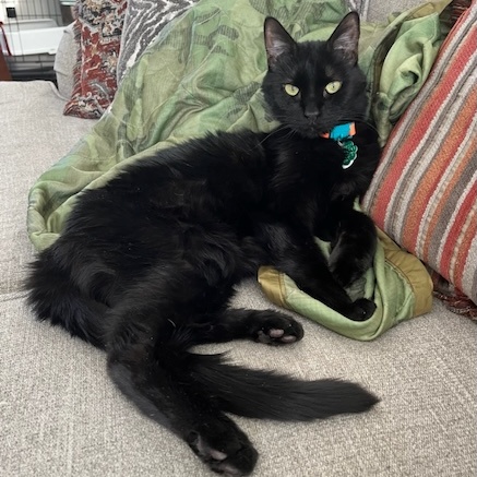 Blackie, Adoptable, Senior Male Domestic Short Hair.