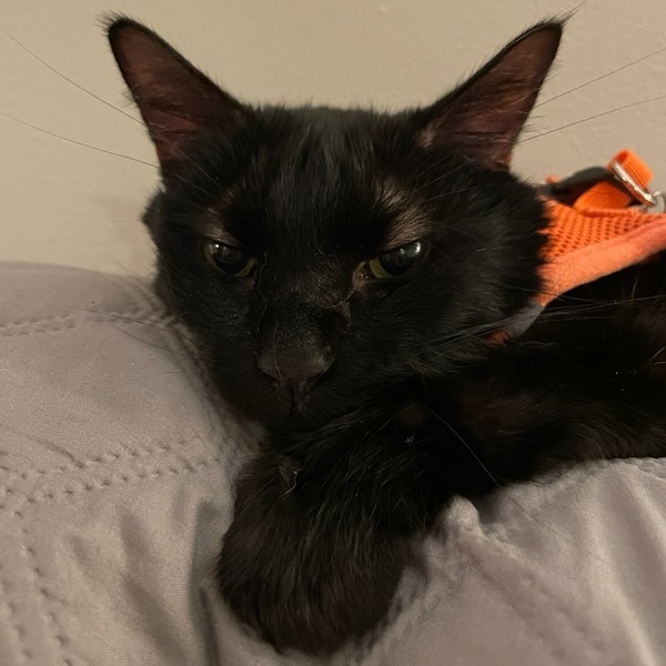 Blackie, a Adoptable Domestic Short Hair in Chicago, IL image 3/4