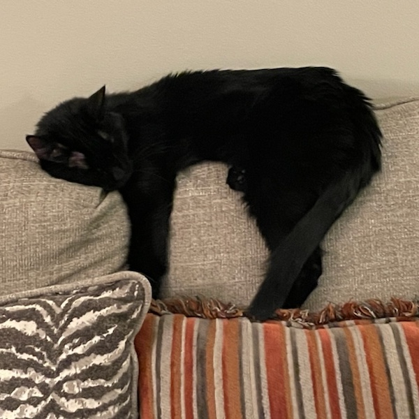 Blackie, a Adoptable Domestic Short Hair in Chicago, IL image 4/4