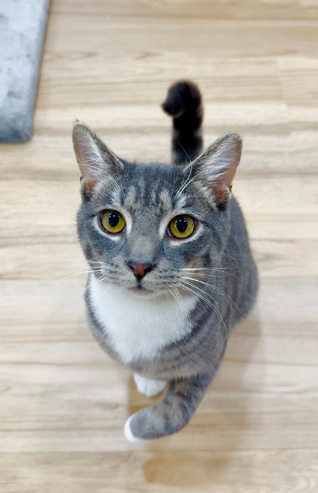 Enlarge Yoyo, a Adoptable Tabby in Wayne, NJ image 1/6