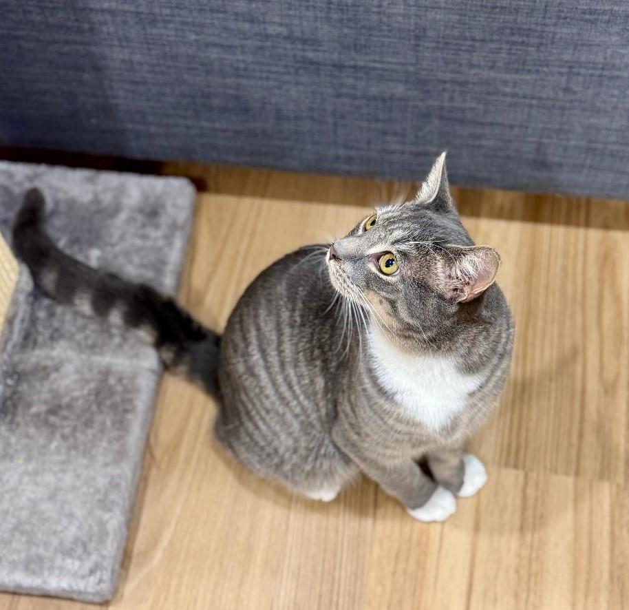 Enlarge Yoyo, a Adoptable Tabby in Wayne, NJ image 3/6