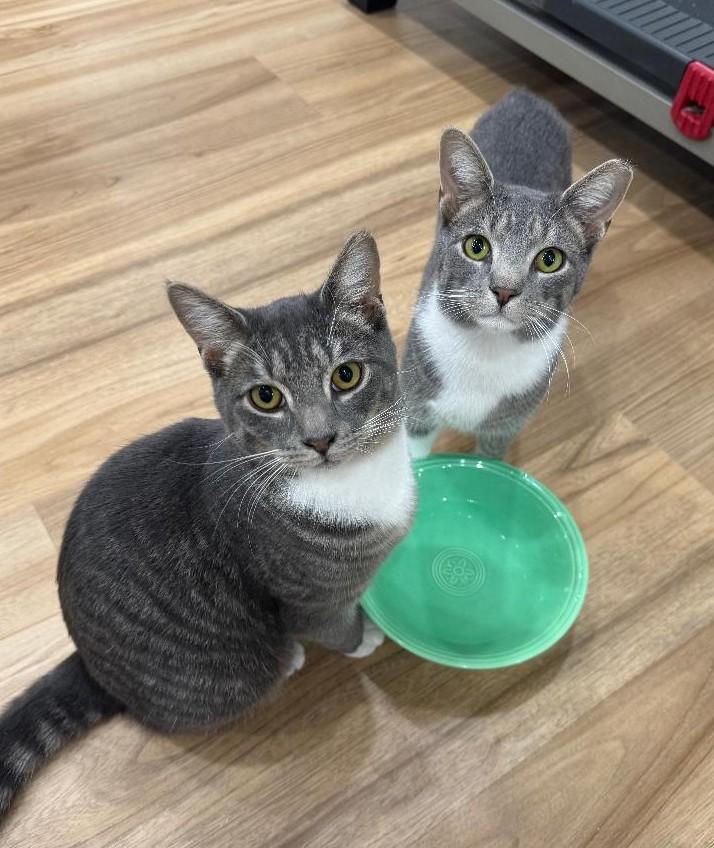 Enlarge Yoyo, a Adoptable Tabby in Wayne, NJ image 4/6