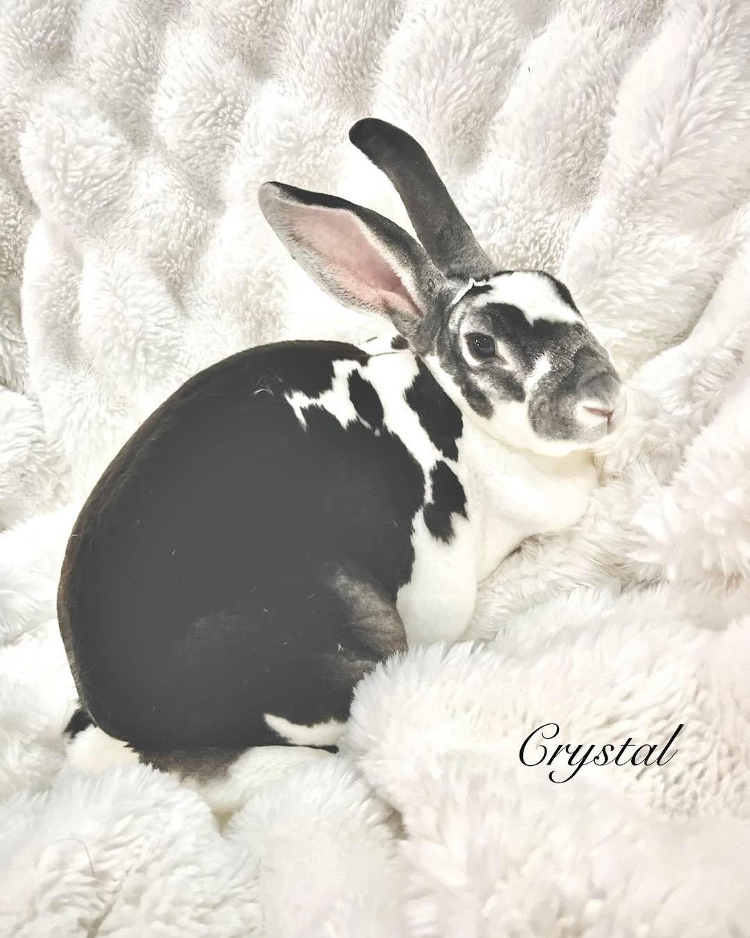 Crystal, a ADOPTABLE Rex in Edinburg, PA image 2/6