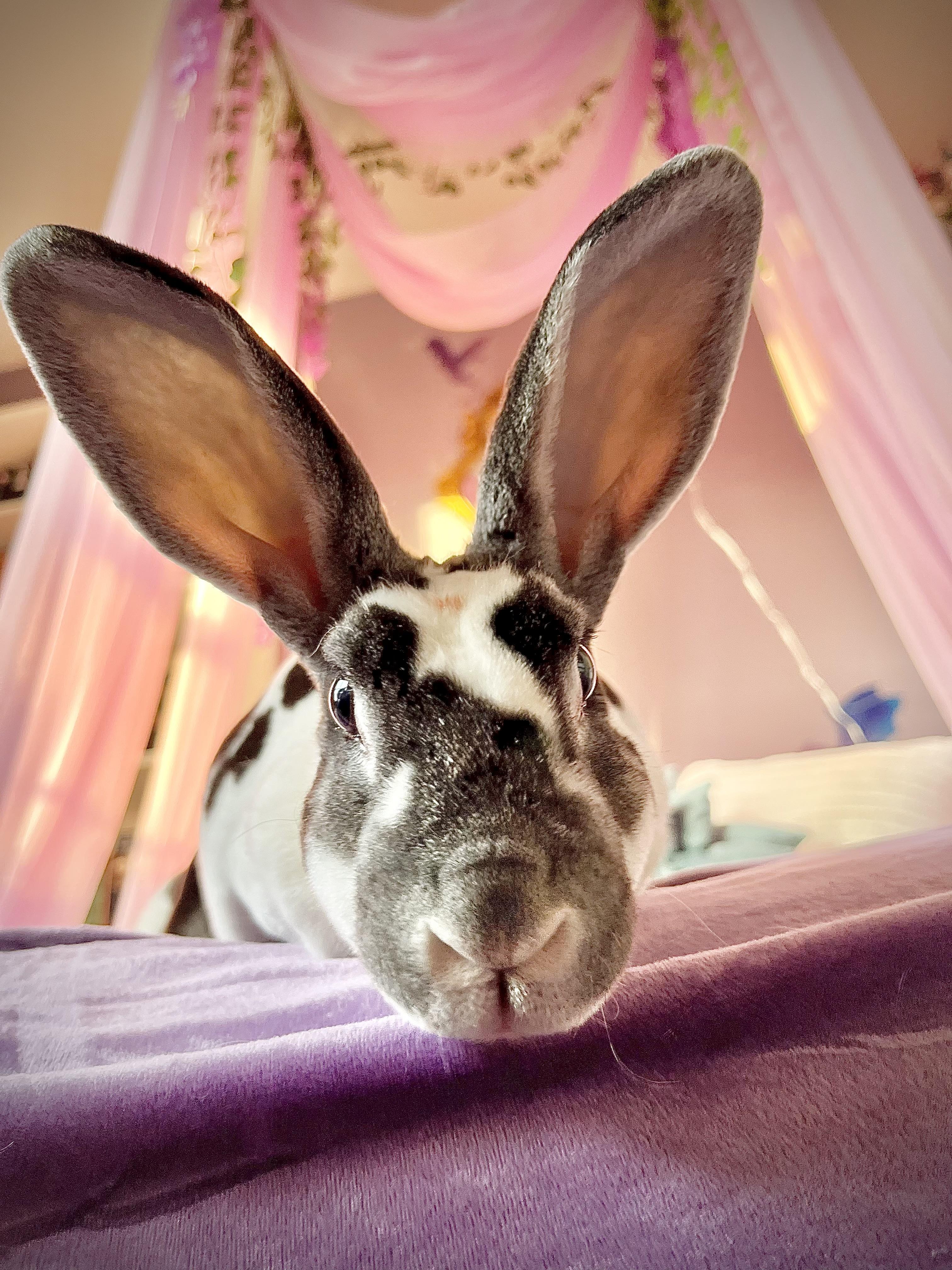 Crystal, a ADOPTABLE Rex in Edinburg, PA image 6/6