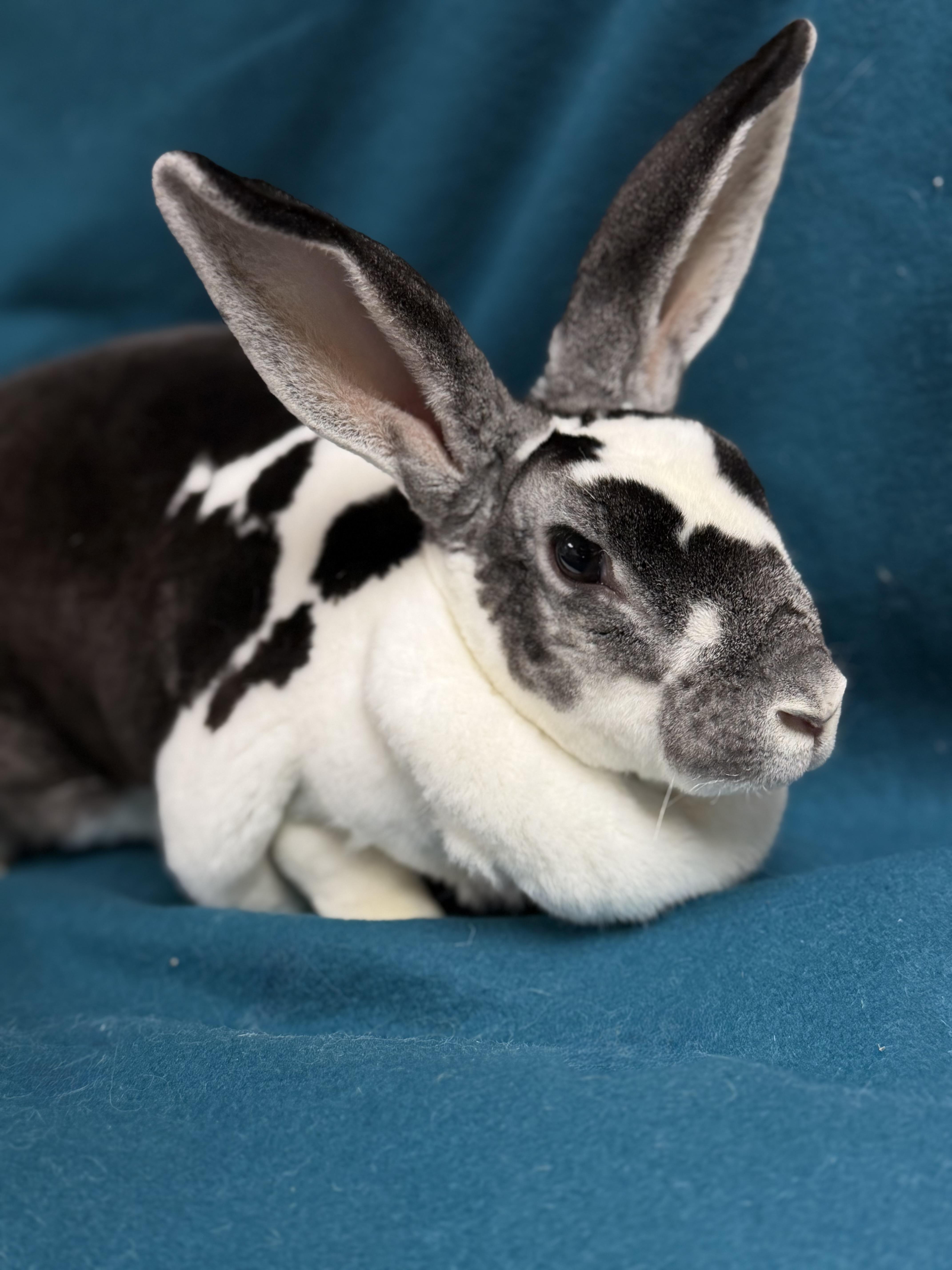 Crystal, a ADOPTABLE Rex in Edinburg, PA image 3/6
