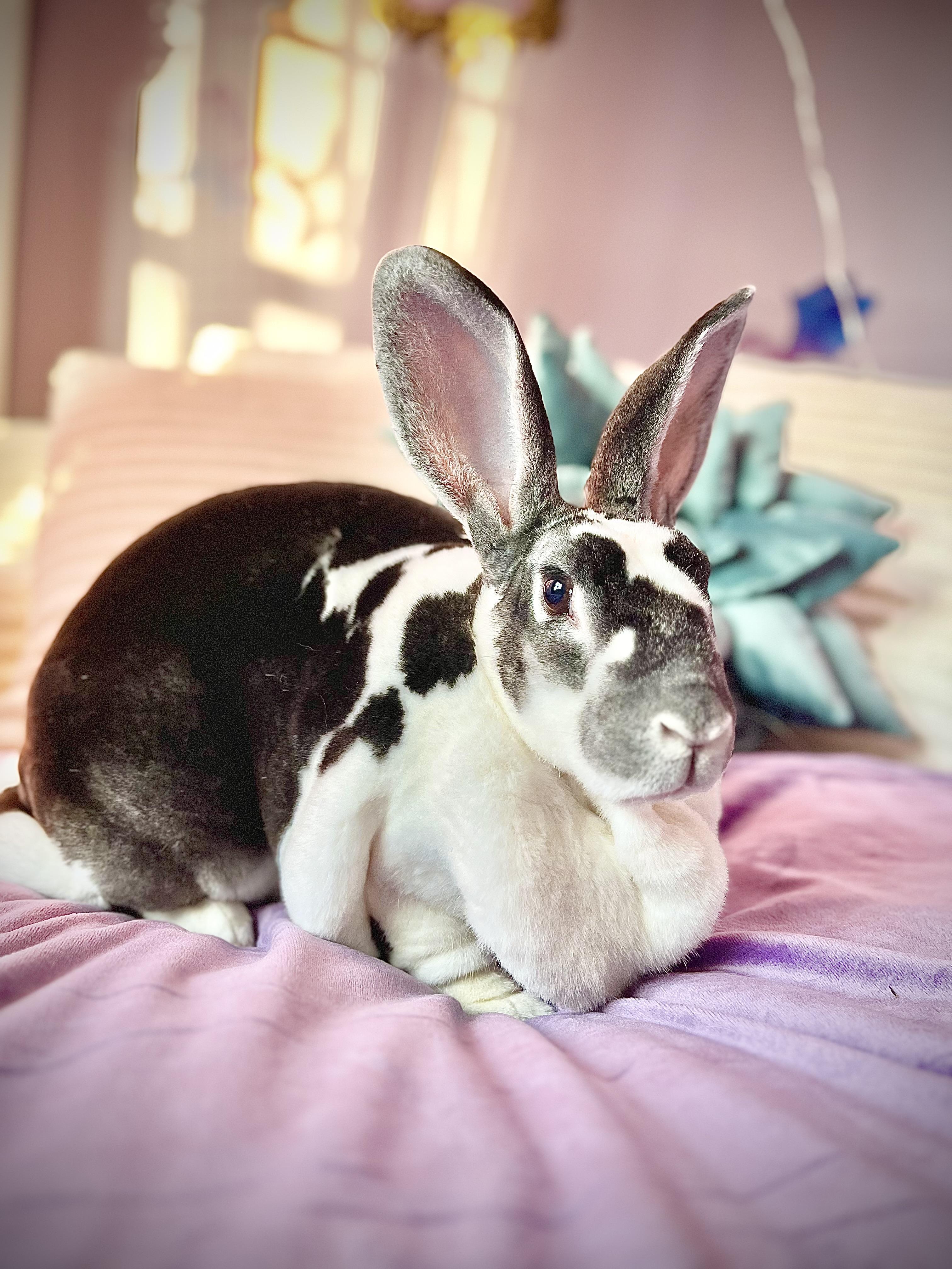 Crystal, ADOPTABLE, Adult Female Rex.