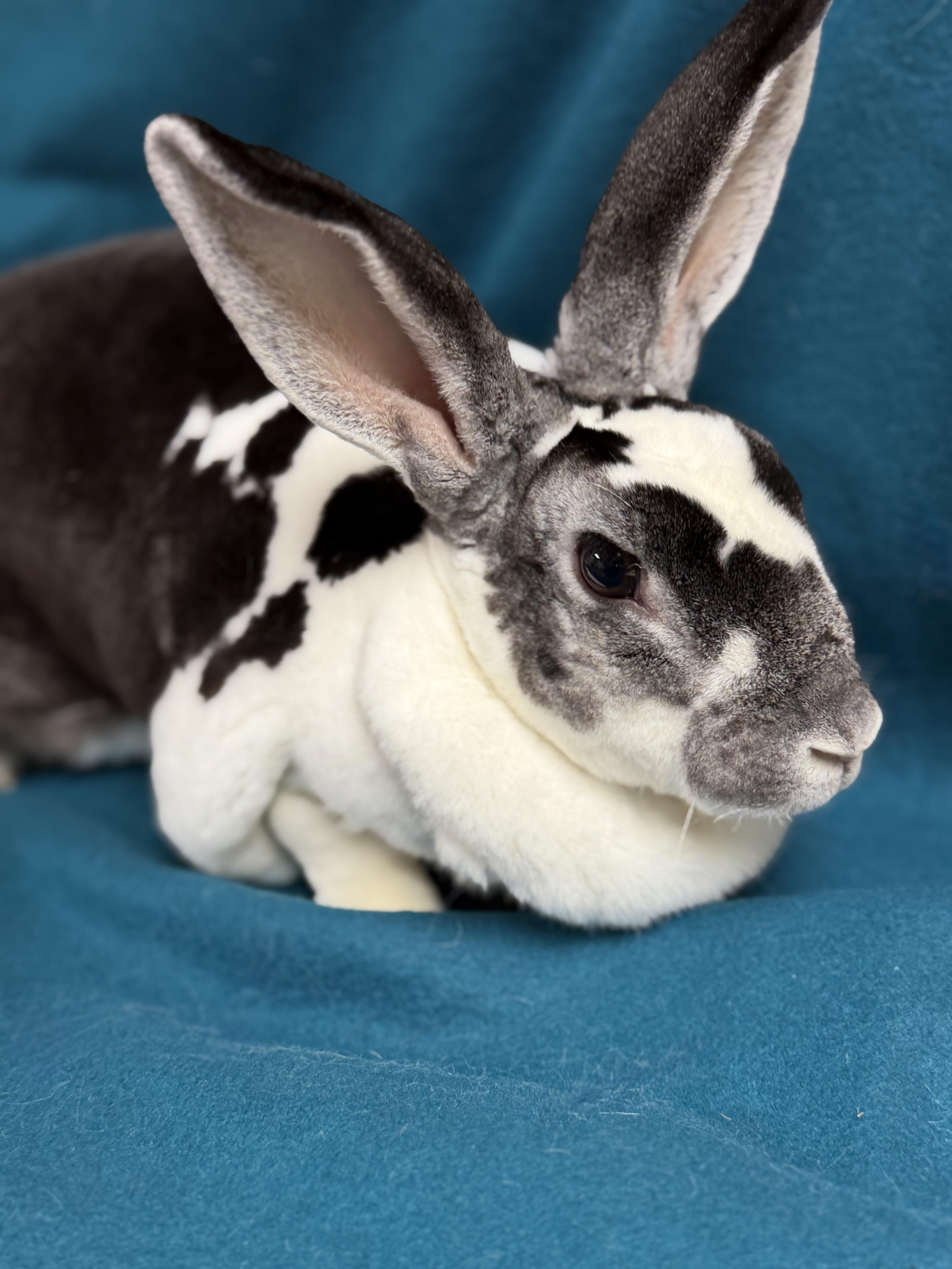 Crystal, a ADOPTABLE Rex in Edinburg, PA image 5/6