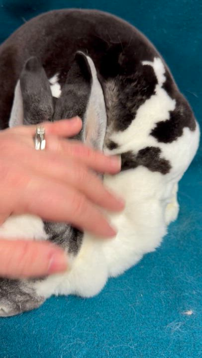 Enlarge Crystal, a ADOPTABLE Rex in Edinburg, PA video 4/6