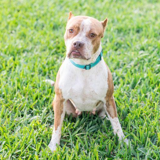 Tandy, a Adoptable Pit Bull Terrier in West Palm Beach, FL image 1/5