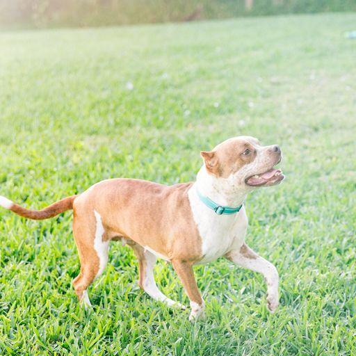Tandy, a Adoptable Pit Bull Terrier in West Palm Beach, FL image 2/5
