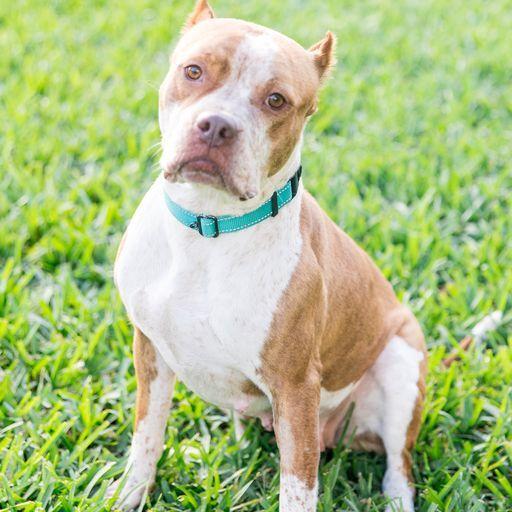Tandy, a Adoptable Pit Bull Terrier in West Palm Beach, FL image 3/5