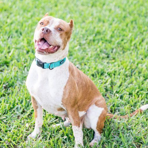 Tandy, a Adoptable Pit Bull Terrier in West Palm Beach, FL image 4/5