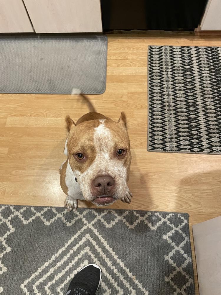 Tandy, a Adoptable Pit Bull Terrier in West Palm Beach, FL image 5/5