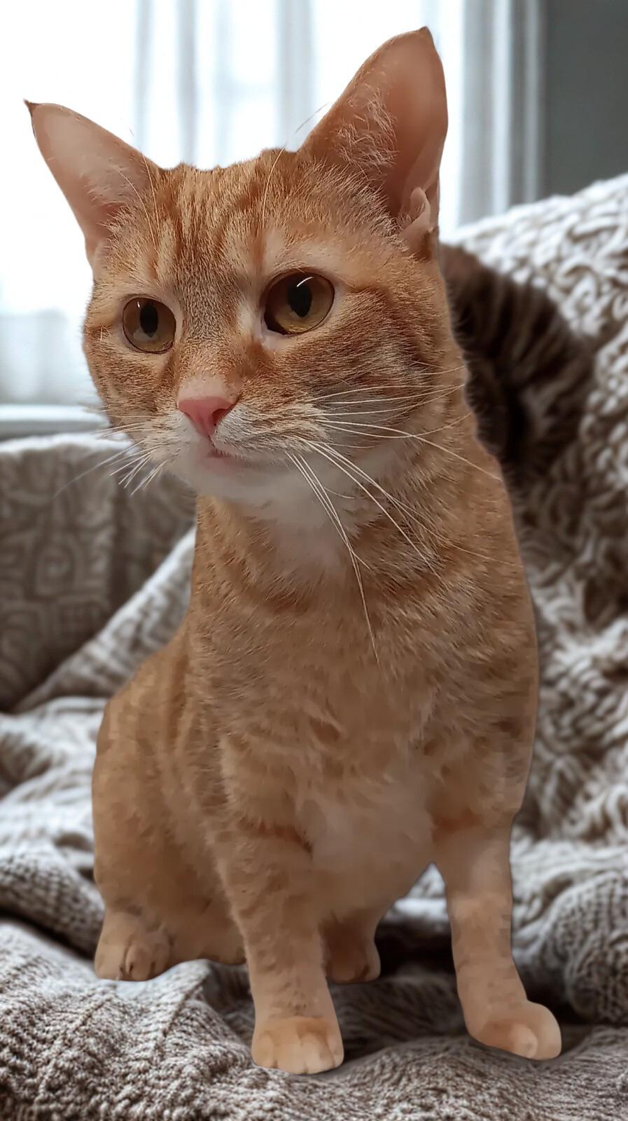 Enlarge Sugar, a Adoptable Domestic Short Hair in Dayton, OH image 1/1