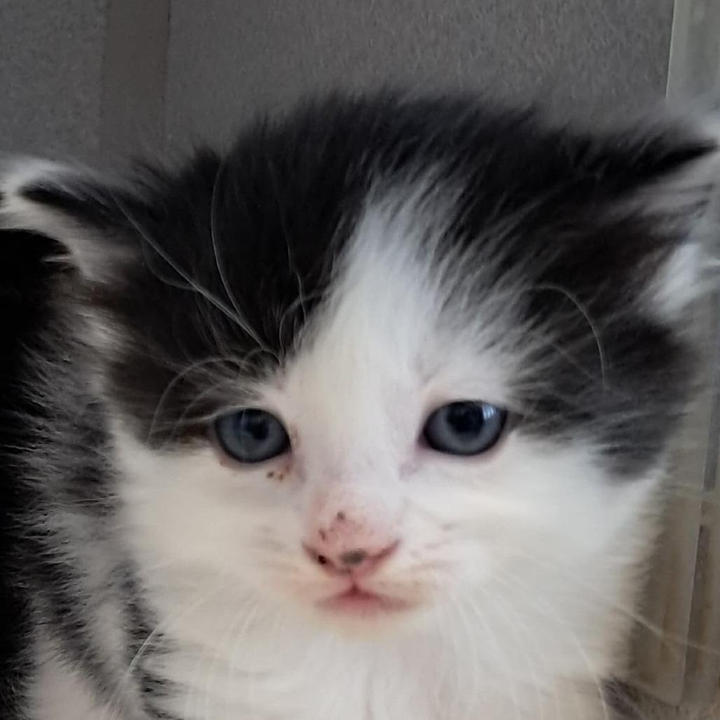 Dandelion, Adoptable, Kitten Female Domestic Short Hair.