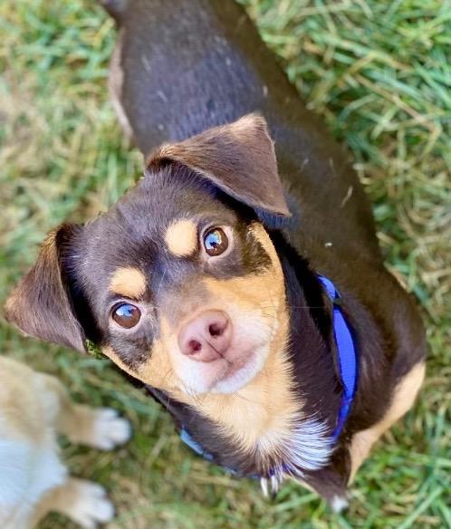 Legend, a Adoptable mixed breed in Urbandale, IA image 1/4