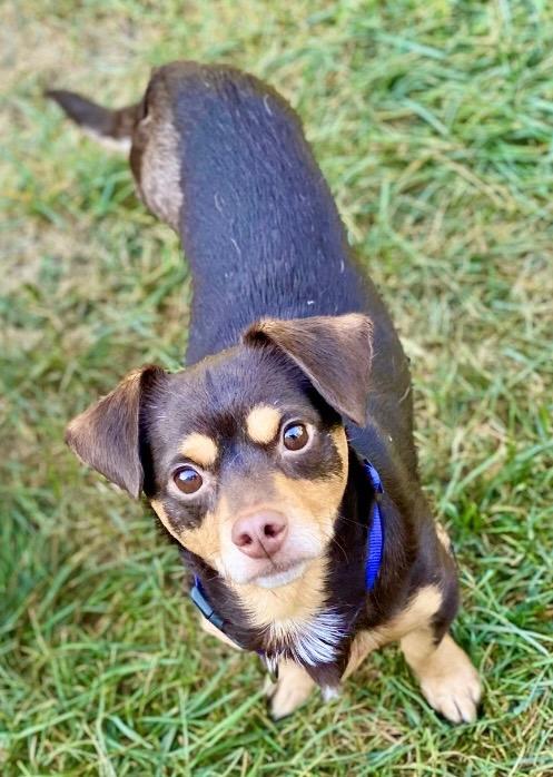 Legend, a Adoptable mixed breed in Urbandale, IA image 2/4