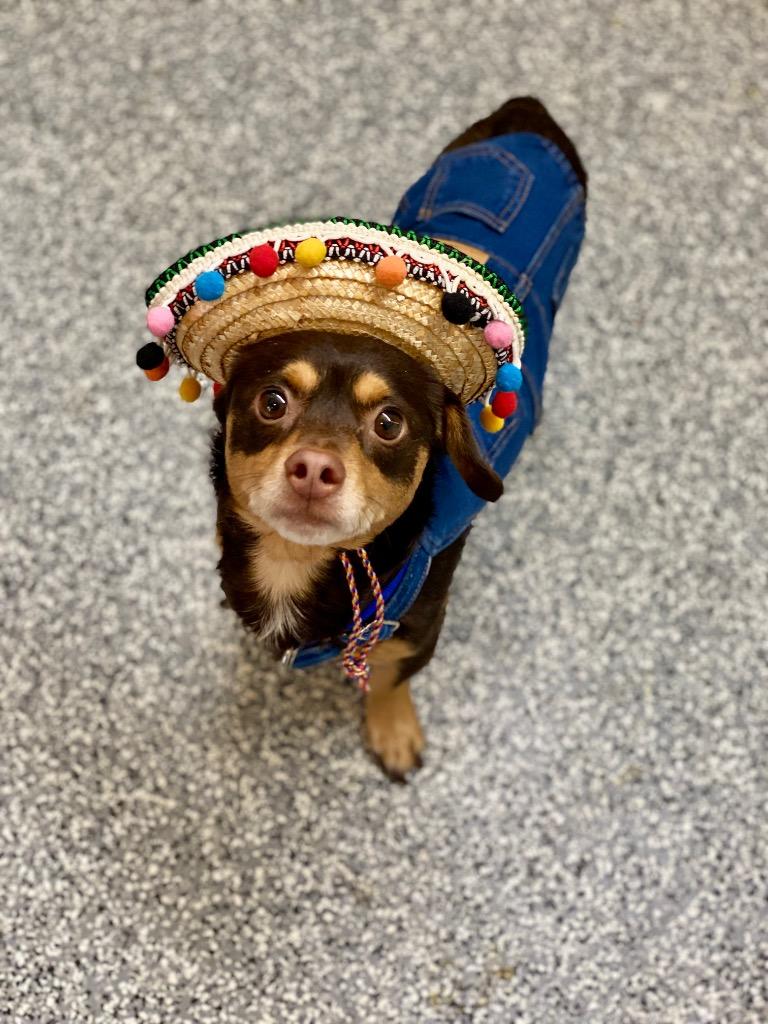 Legend, a Adoptable mixed breed in Urbandale, IA image 3/4