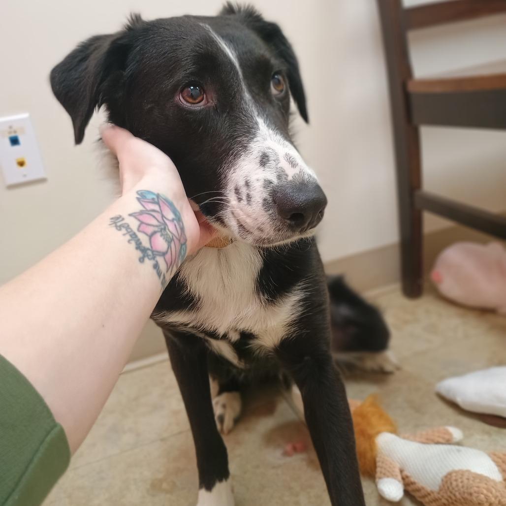 Poseidon, a Adoptable mixed breed in East Smithfield , PA image 1/6