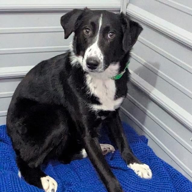 Enlarge Poseidon (In Foster), a Adoptable mixed breed in East Smithfield , PA image 1/6