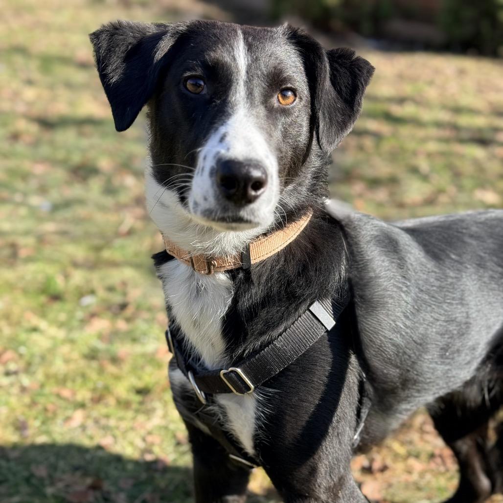 Poseidon, a Adoptable mixed breed in East Smithfield , PA image 2/6